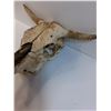 Image 4 : Cow Skull - 15" x 18" x 8"