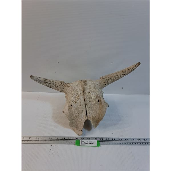 Cow Skull - 17" x 9" x 8"