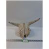 Cow Skull - 17" x 9" x 8"
