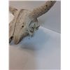 Image 2 : Cow Skull - 17" x 9" x 8"
