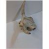 Image 3 : Cow Skull - 17" x 9" x 8"