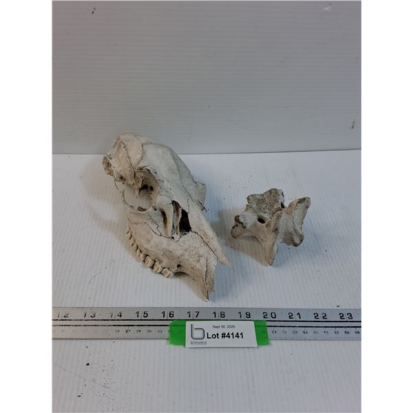 Deer Skull & Bone - 9" x 5" x 4"