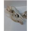 Image 2 : Deer Skull & Bone - 9" x 5" x 4"