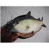 Image 2 : Cool cat fish toy (added video) ( many sayings) + floating fishing knife (only mouth moves)