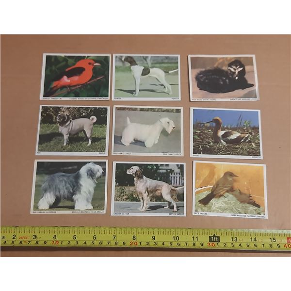 (4) Birds Cards Double Sided (5) Dog Card Double Sided.