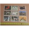 Image 1 : (4) Birds Cards Double Sided (5) Dog Card Double Sided.