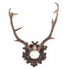 Image 2 : 19th C. Eckartsau Ferdinand & Kaiser Fallow Deer