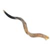 Image 2 : Judaica, Israeli Rams Horn Shofar Signaling Horn