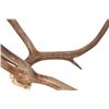 Image 11 : Alaskan Caribou Antler Rack Skull Cap Taxidermy
