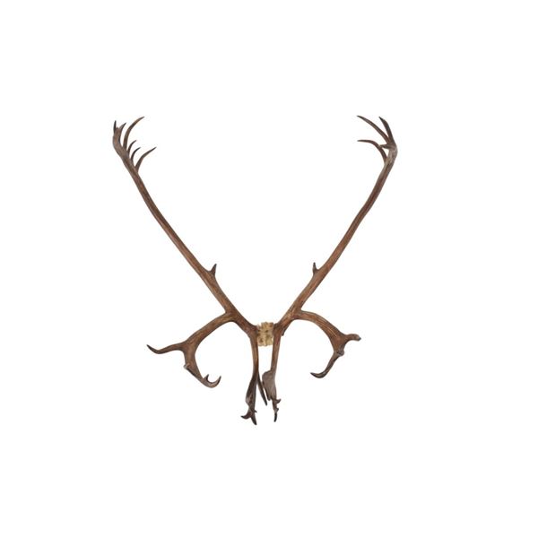 Alaskan Caribou Antler Rack Skull Cap Taxidermy
