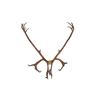 Image 1 : Alaskan Caribou Antler Rack Skull Cap Taxidermy