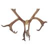 Image 2 : Alaskan Caribou Antler Rack Skull Cap Taxidermy