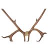 Image 3 : Alaskan Caribou Antler Rack Skull Cap Taxidermy