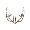 Image 4 : Alaskan Caribou Antler Rack Skull Cap Taxidermy