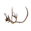 Image 5 : Alaskan Caribou Antler Rack Skull Cap Taxidermy