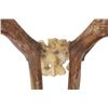 Image 6 : Alaskan Caribou Antler Rack Skull Cap Taxidermy