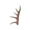 Image 8 : Alaskan Caribou Antler Rack Skull Cap Taxidermy