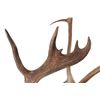 Image 9 : Alaskan Caribou Antler Rack Skull Cap Taxidermy