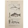 Image 10 : Rare 1856 "The Complete Angler", Walton & Cotton