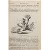 Image 9 : Rare 1856 "The Complete Angler", Walton & Cotton
