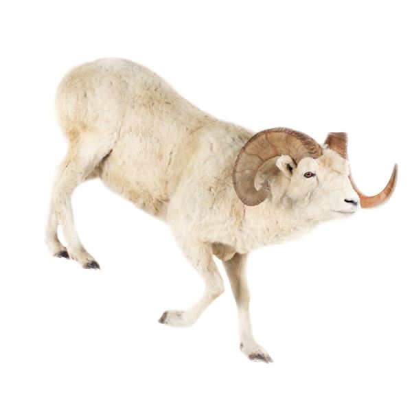 Trophy Dall Sheep BC, Canada Full Mount Taxidermy