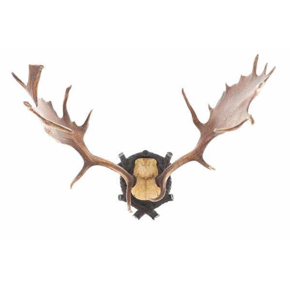 19th C Eckartsau Ferdinand & Kaiser Fallow Deer