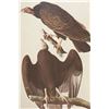 Image 11 : Audubon's Original Water-Color Paintings