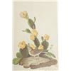 Image 12 : Audubon's Original Water-Color Paintings