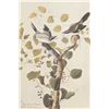 Image 17 : Audubon's Original Water-Color Paintings