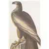 Image 18 : Audubon's Original Water-Color Paintings
