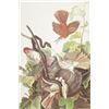 Image 19 : Audubon's Original Water-Color Paintings