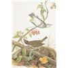 Image 21 : Audubon's Original Water-Color Paintings