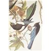 Image 22 : Audubon's Original Water-Color Paintings