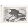 Image 8 : Audubon's Original Water-Color Paintings