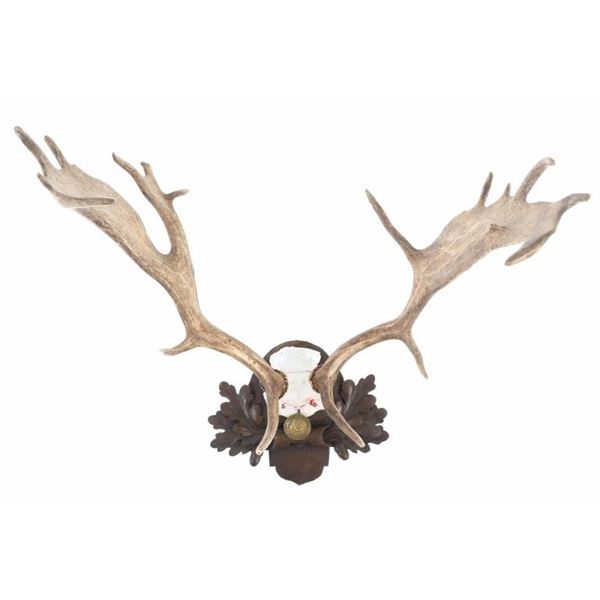 19th-C. Eckartsau Ferdinand Fallow Deer Mount