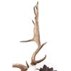 Image 5 : 19th-C. Eckartsau Ferdinand Fallow Deer Mount