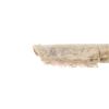 Image 4 : Early Hafted Northern Plains Bone Scraper