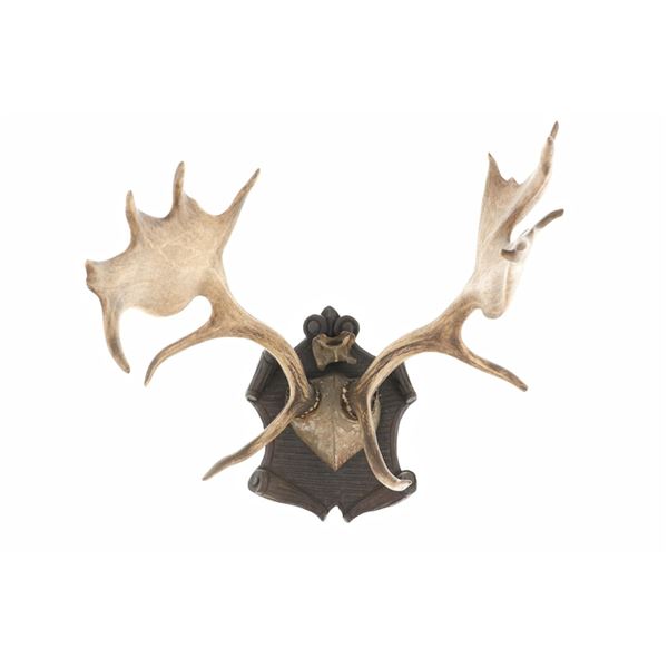 19th-C. Eckartsau Ferdinand & Wilhelm Fallow Deer