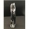 Image 1 : 14 INCH ORTHOCERAS FOSSIL