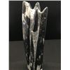 Image 2 : 14 INCH ORTHOCERAS FOSSIL