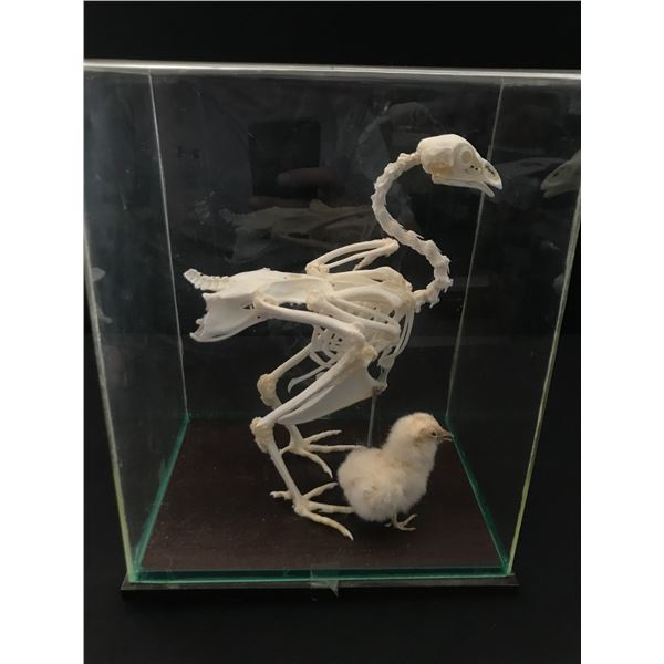 MOVIE PROP TAXEDERMY