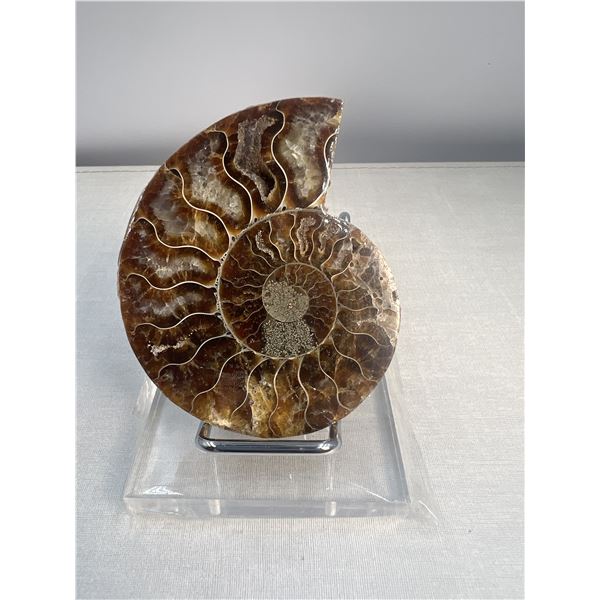 3 inch Ammonite Fossil with Druze
