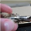 Image 4 : Antique Sterling Ward Brothers Scottish Grouse Foot Pin.  So unique!