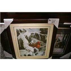 Framed Print  Cardinal