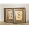 Image 1 : LOT OF 4 INSECT PICTURE FRAMES