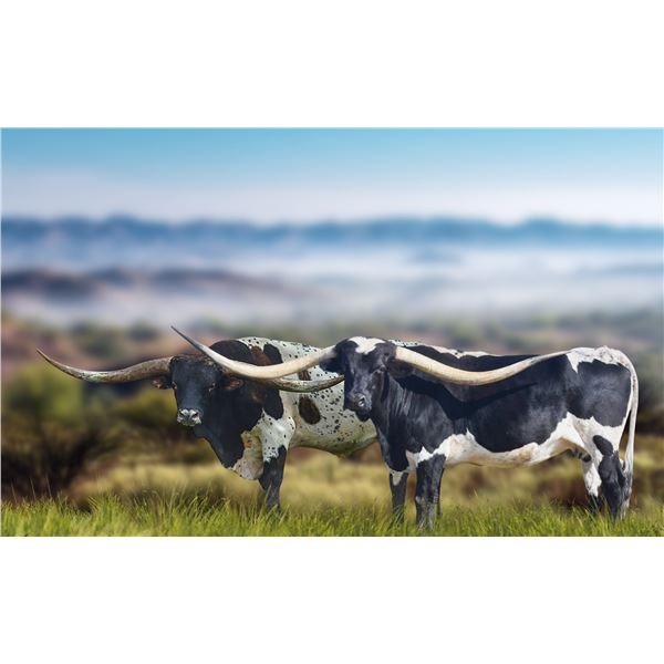 IRONMAN HR X SADDLE JEWEL HF PREGNANCY