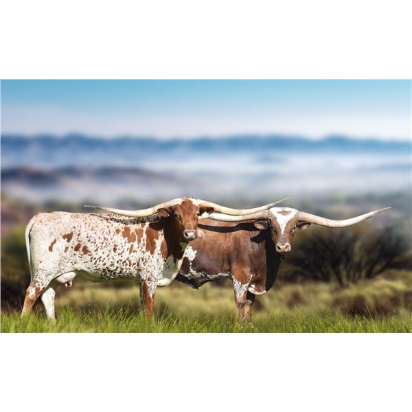 BR JUNGLE JIM X HR AWESOME REB