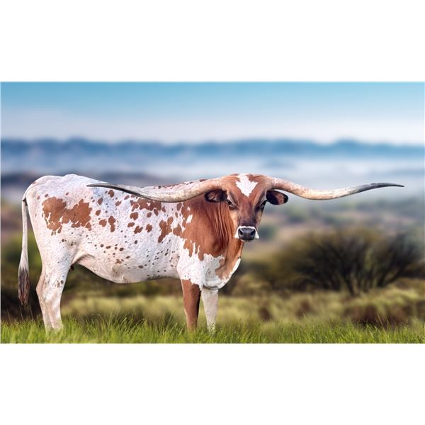 DH ROWDY'S BUTTERSCOTCH