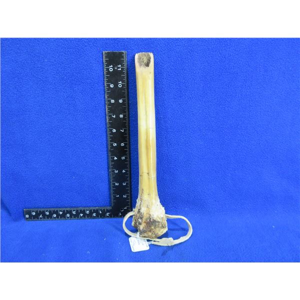 Native American Bone Scraping Tool