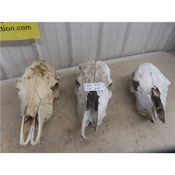 3x  Cattle Skulls 